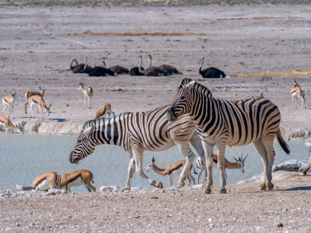 istock Zebras drinking at a waterhole, Etosha National Park, Namibia 1149050402