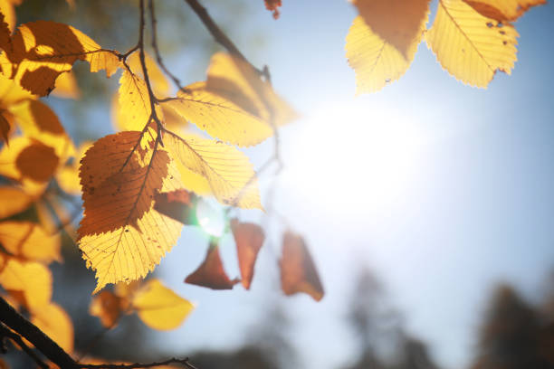 Autumn background in the park during the day