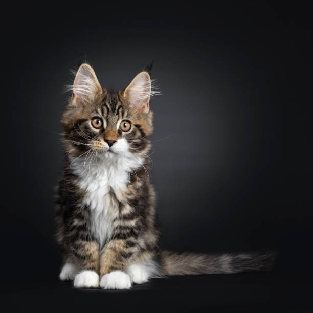 istock Handsome black tabby with white Maine Coon kitten on black 1149051236