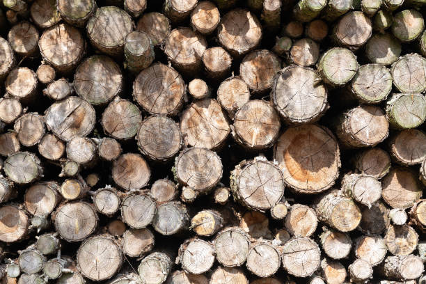 istock Closeup of cut firewood 1149051575