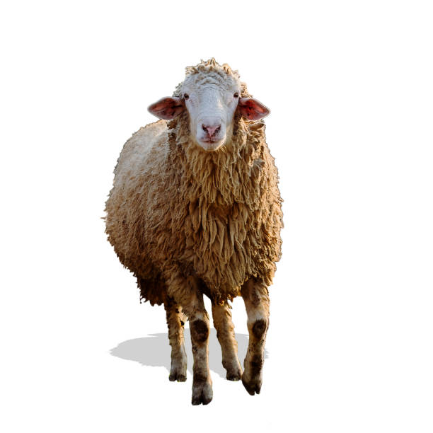 istock Portrait sheep with isolated white background 1149053734