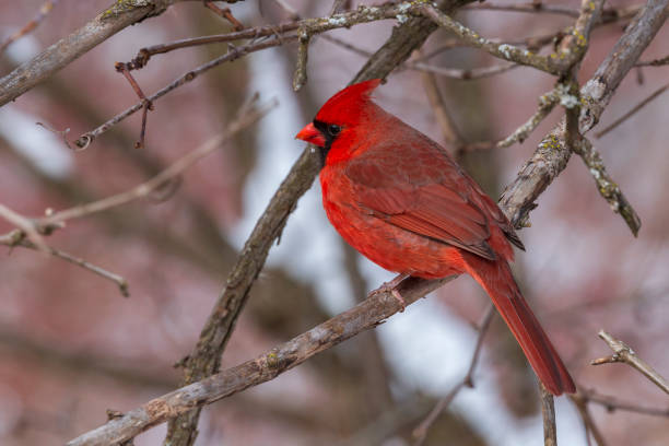 istock Winter Red Male Cardinal 1149054100