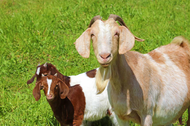 istock female goat with two kid goats 1149055945
