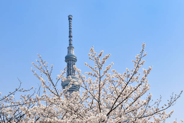 istock Cherry blossoms and Tokyo Sky Tree 1149056031