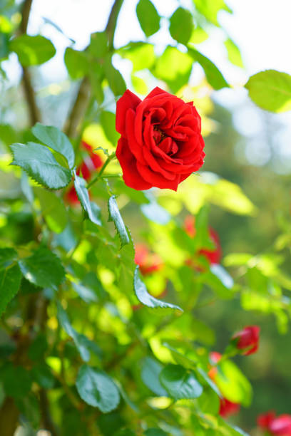 istock Rose flower in the rose garden 1149056237