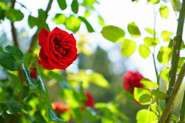 istock Rose flower in the rose garden 1149056252