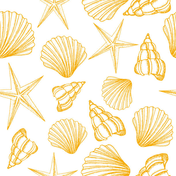 Shells Front Page Design 6,700+ How To Draw Sea Shells Drawing Stock Photos, Pictures & Royalty ...