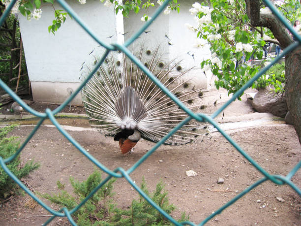 istock Beautiful peacock in the zoo with its tail open. Rear view 1149056375