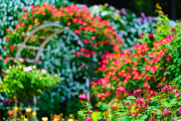 istock Rose flower in the rose garden 1149056462