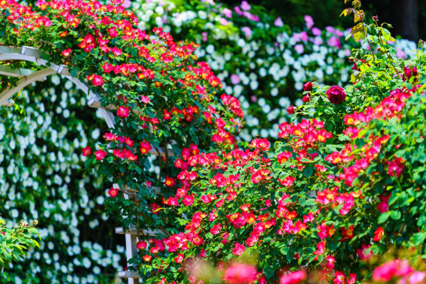 istock Rose flower in the rose garden 1149056492