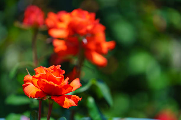 Rose flower in the rose garden