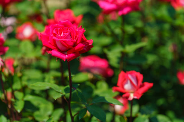 Rose flower in the rose garden