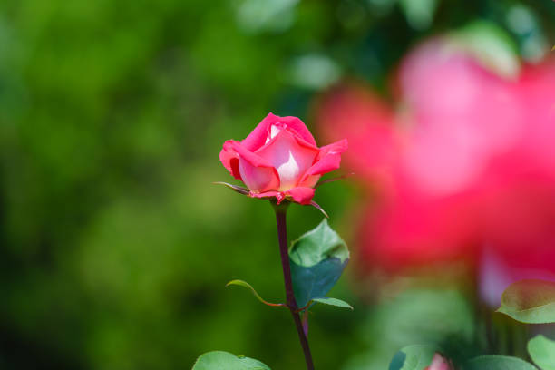 Rose flower in the rose garden