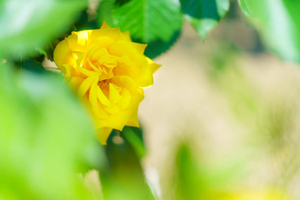 Rose flower in the rose garden