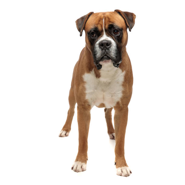 Boxer dog on a sofa in the house