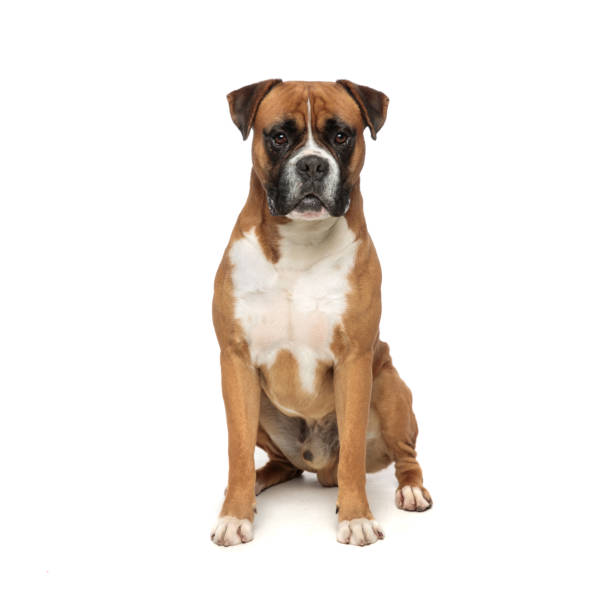 istock adorable little puppy sitting on his rear paws 1149058040