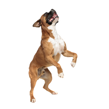 eager playful little boxer standing on his rear paws while looking above him and to a side, trying to reach something on a white background