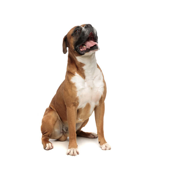 istock beutiful boxer relaxing by sitting on his rear paws 1149058116