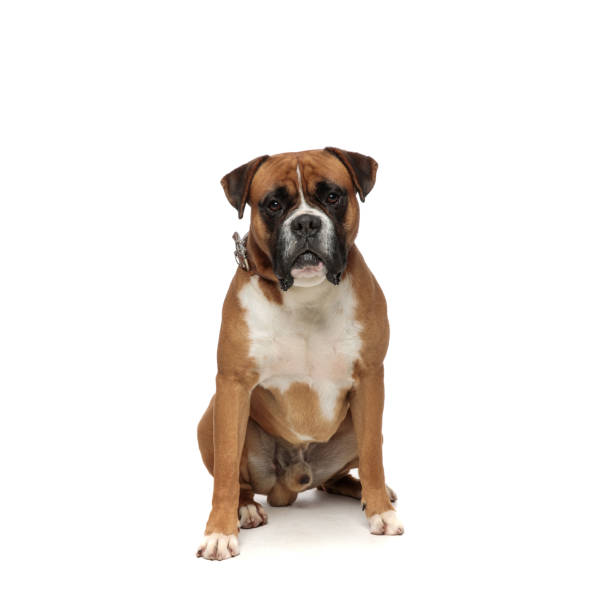 istock Cute little puppy looking curiously at the camera 1149058145