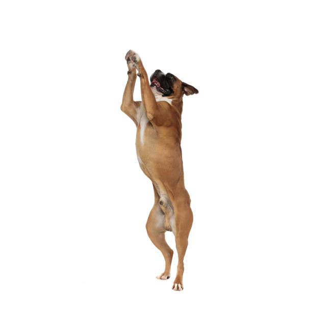 istock adorable boxer standing on his rear paws 1149058200