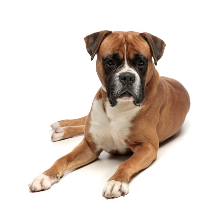 cute but exhausted little boxer lying down, looking at the camera on a white background