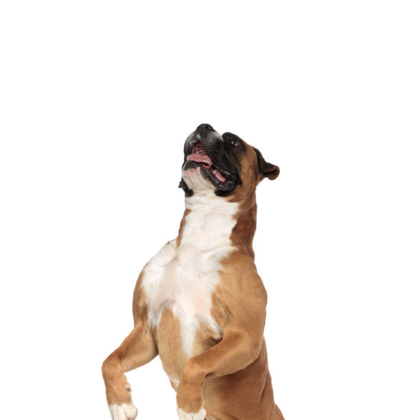 istock playful boxer fooling around, standing on his rear legs 1149058463