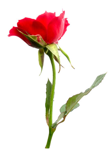 istock Beautiful red roses isolated with clipping paths 1149060665