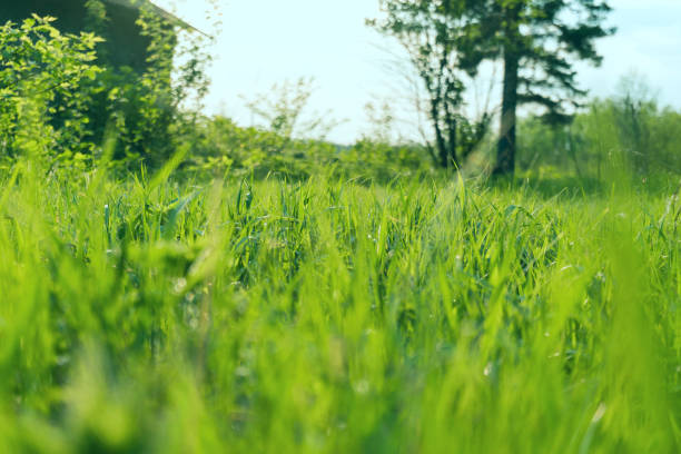istock landscape sunset sky and green grass and trees 1149060738