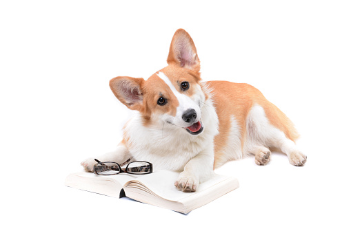 pembroke welsh corgi with a book and reading glasses isolated white background