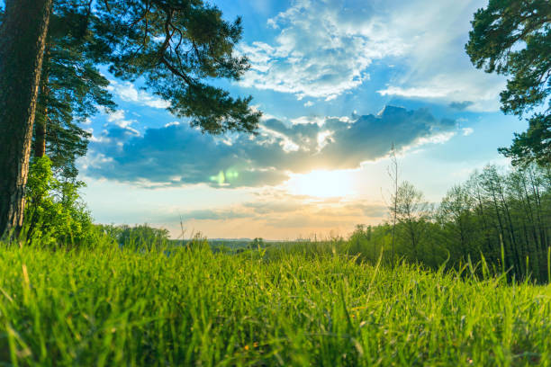 landscape sunset sky and green grass and trees
