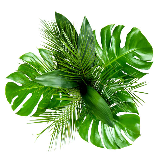 istock Bouquet of various tropical leaves on white background 1149060952