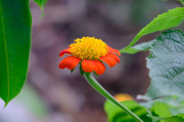 istock Flowers bloom to pick up the sun at noon 1149061312