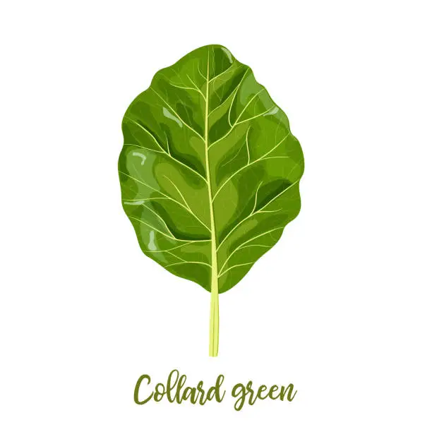 Vector illustration of Collard greens leaves. Collards, Brassica oleracea, Acephala. Food concept. Fresh juicy raw cabbage.
