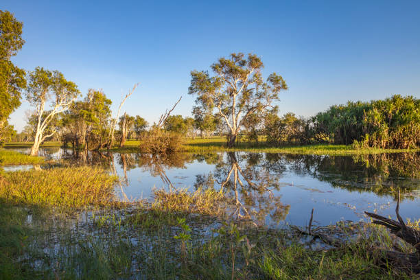 istock Billabong in the australian outback 1149063077