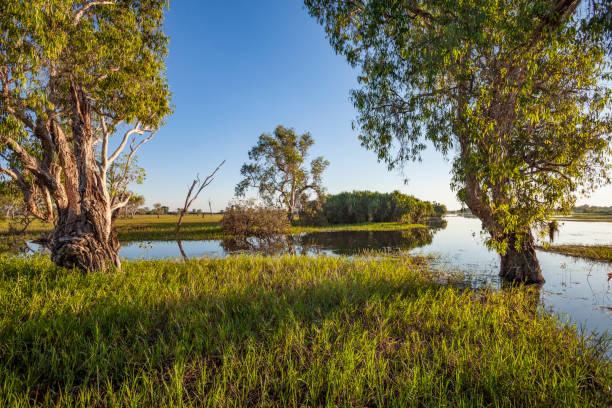 istock Billabong in the australian outback 1149063129