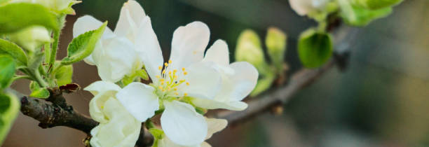 istock white flowers on a branch with leaves 1149063325