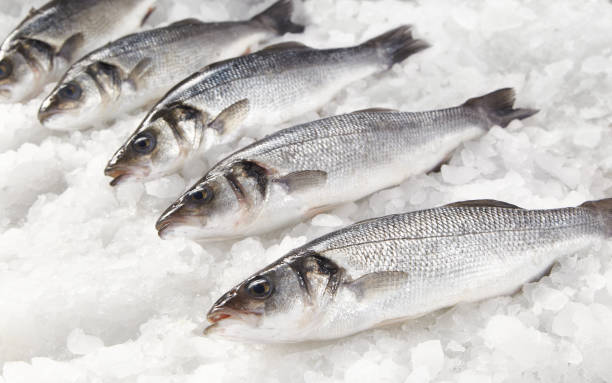 istock Sea Bass 1149065772