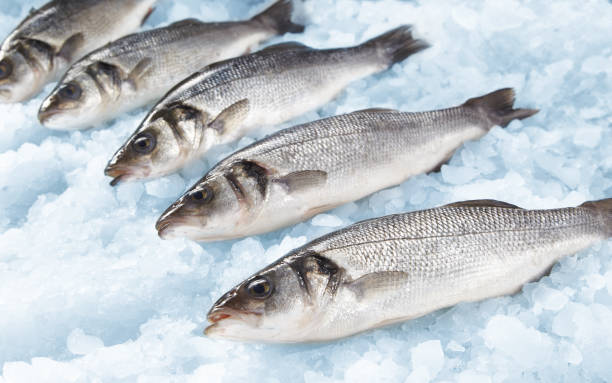 istock Sea Bass 1149065777
