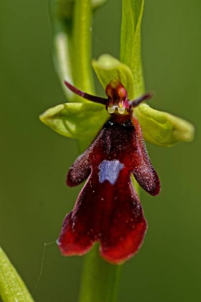 istock Flowering the orchid fly ragworm 1149066424