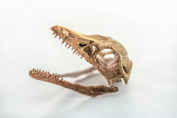 istock Open mouthed archaeopteryx skull 1149067470