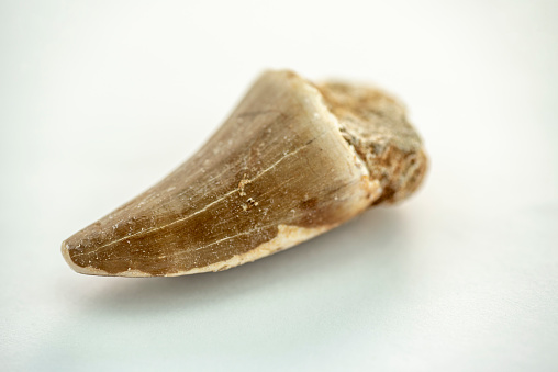 Studio shot of a mosasaurus tooth.\n\nMosasaurus (\