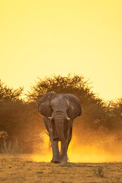 istock An  African elephant walking towards the camera at sunset 1149067580