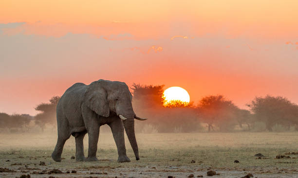 istock An  African elephant walking  at sunset 1149067625