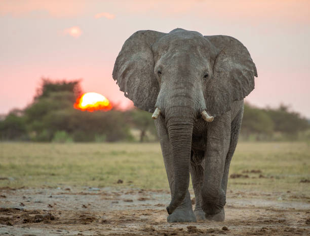 istock An  African elephant walking towards the camera at sunset 1149067711