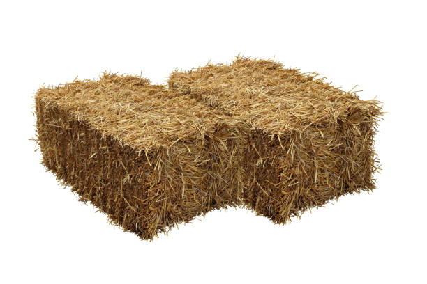 istock Image of rice straw briquette, white background. 1149068354