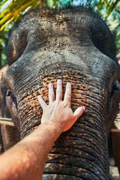 istock Man stroking the trunk of a large Asian elephant 1149069055