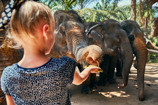 Cute little girl feeding a group of Asian elephants bananas at an animal sanctuary in Thailand