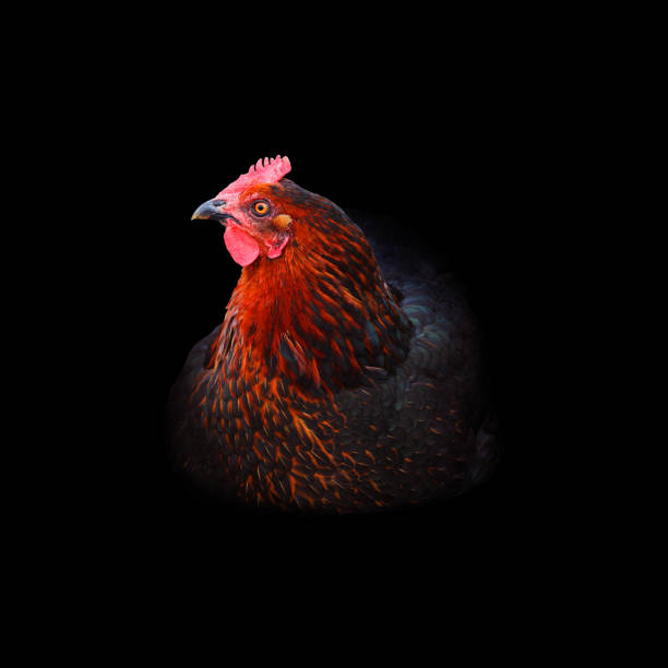 istock Lying black and red chicken isolated on black background. Motley chicken, hen 1149069255