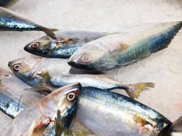 istock Fresh tuna for sale 1149069606