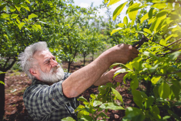 istock Old man cutting down rotten branches of his fruit tree on a warm summer day 1149070888